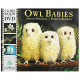 Owl Babies by ''Martin Waddell''